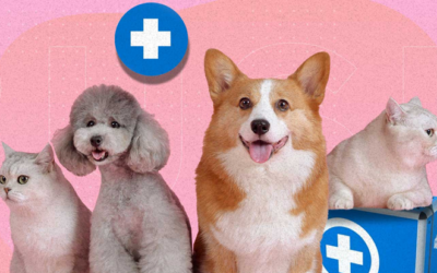 ¿Cuál es el mejor seguro para mascotas en México?